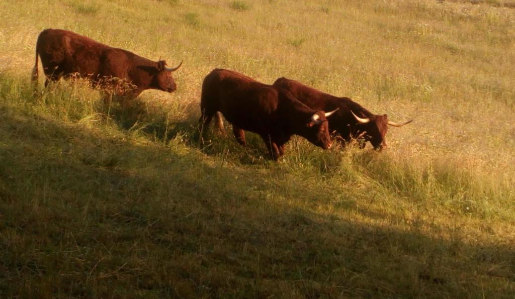 Boeufs dans le pré